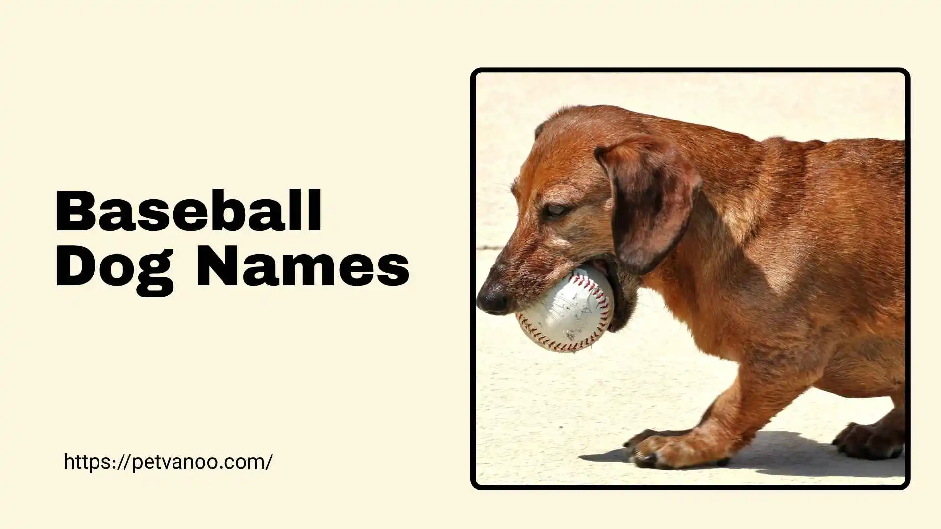 baseball dog names