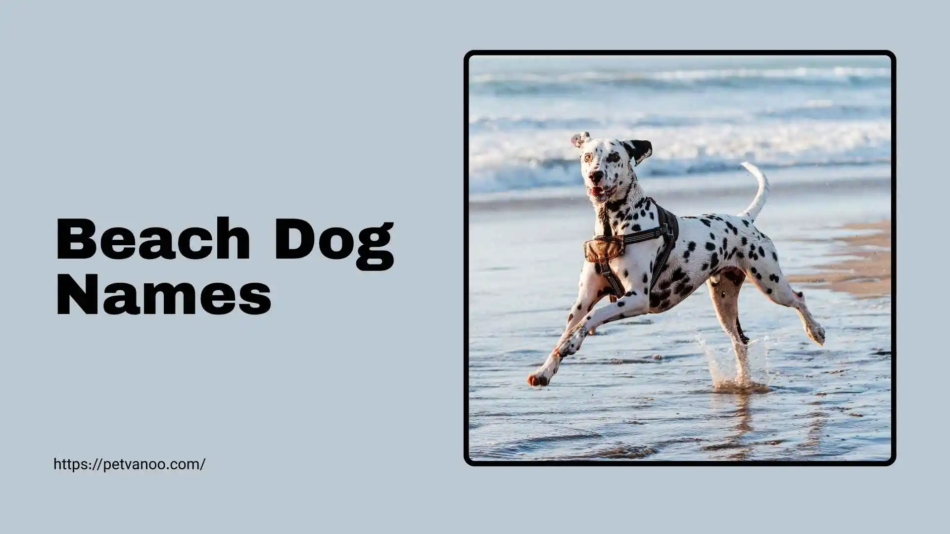 beach dog names