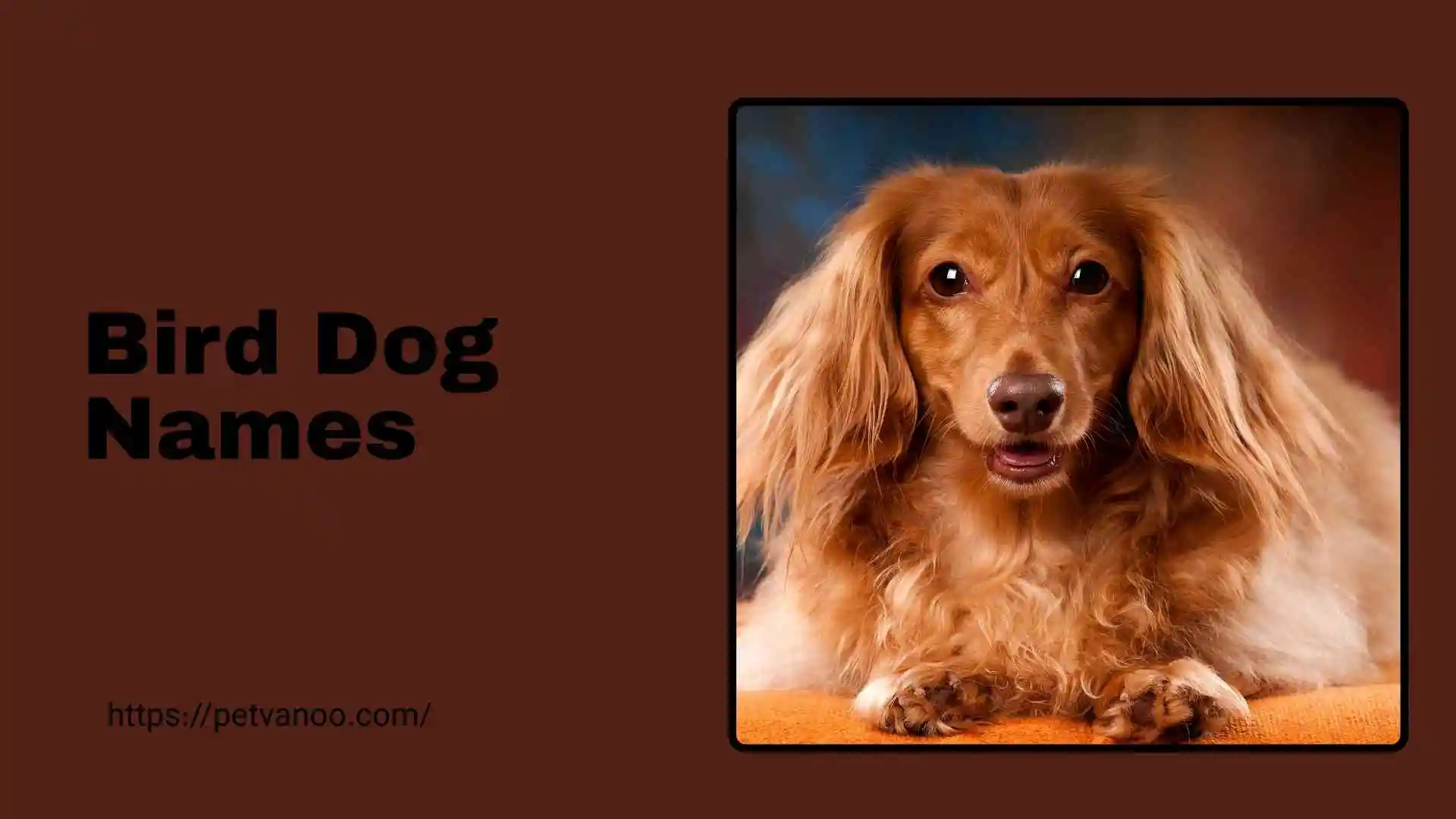 bird dog names