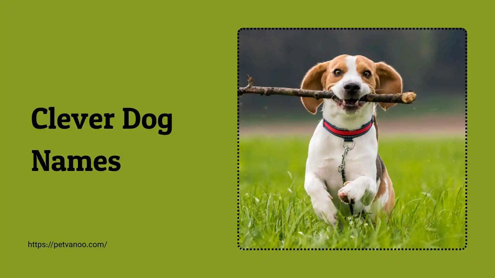clever dog names