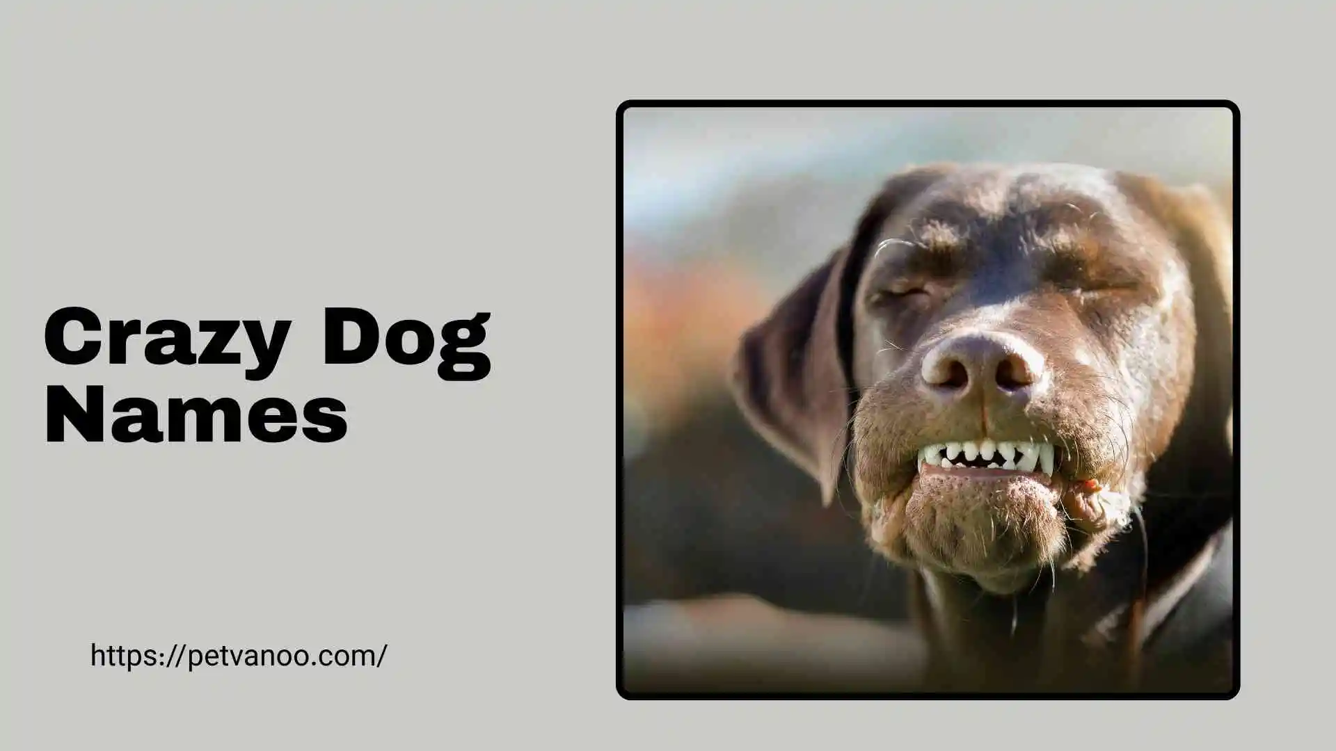 crazy dog names