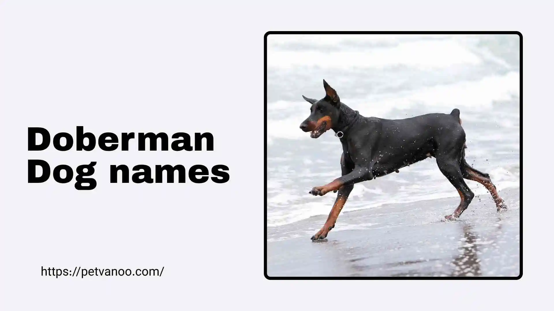 doberman dog names