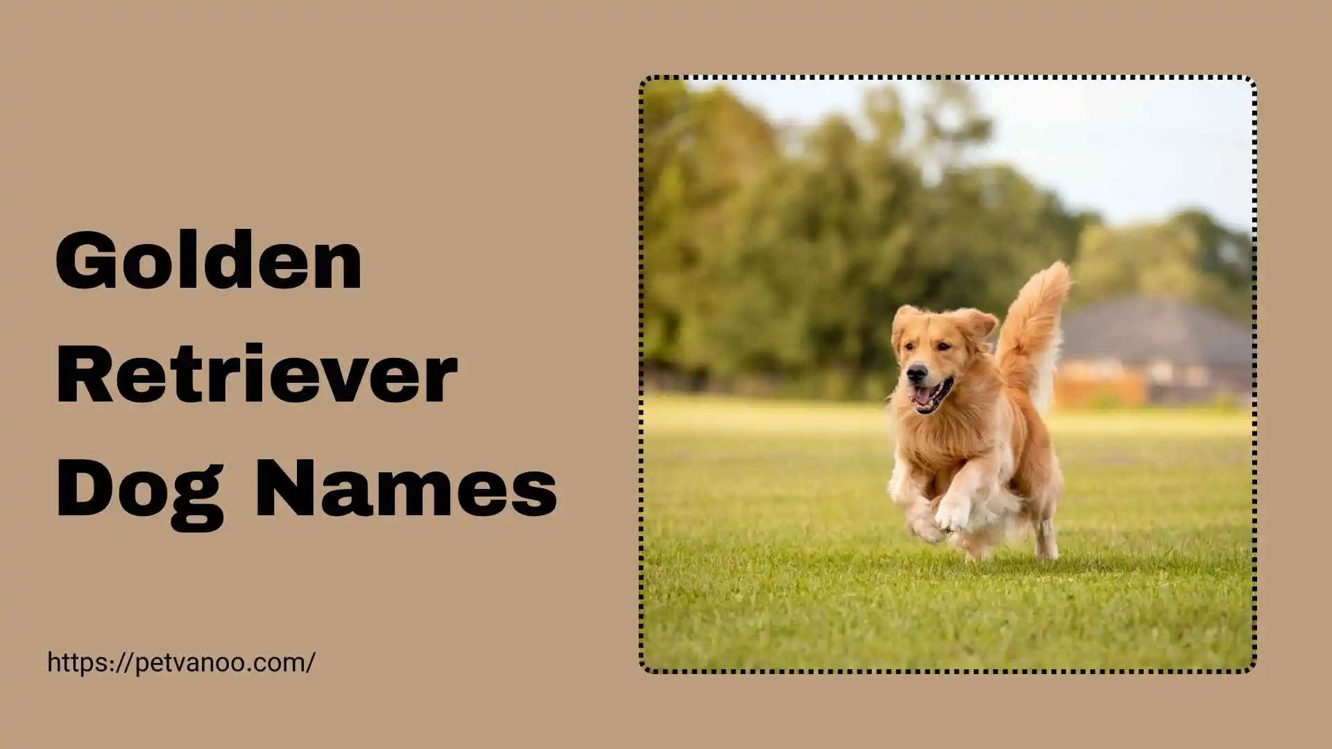 golden retriever-dog names