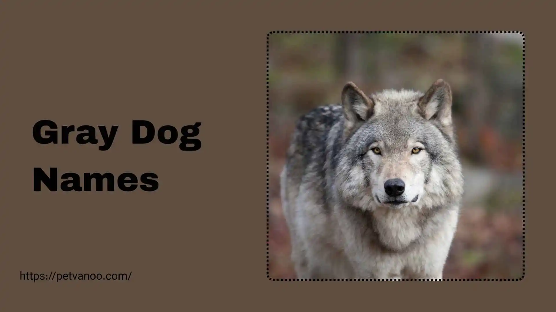 Gray dog Names