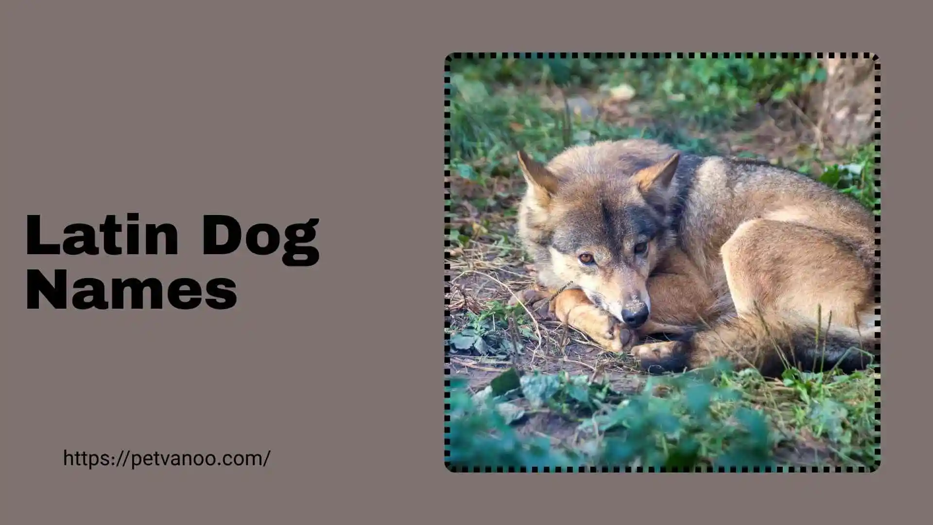 latin dog names