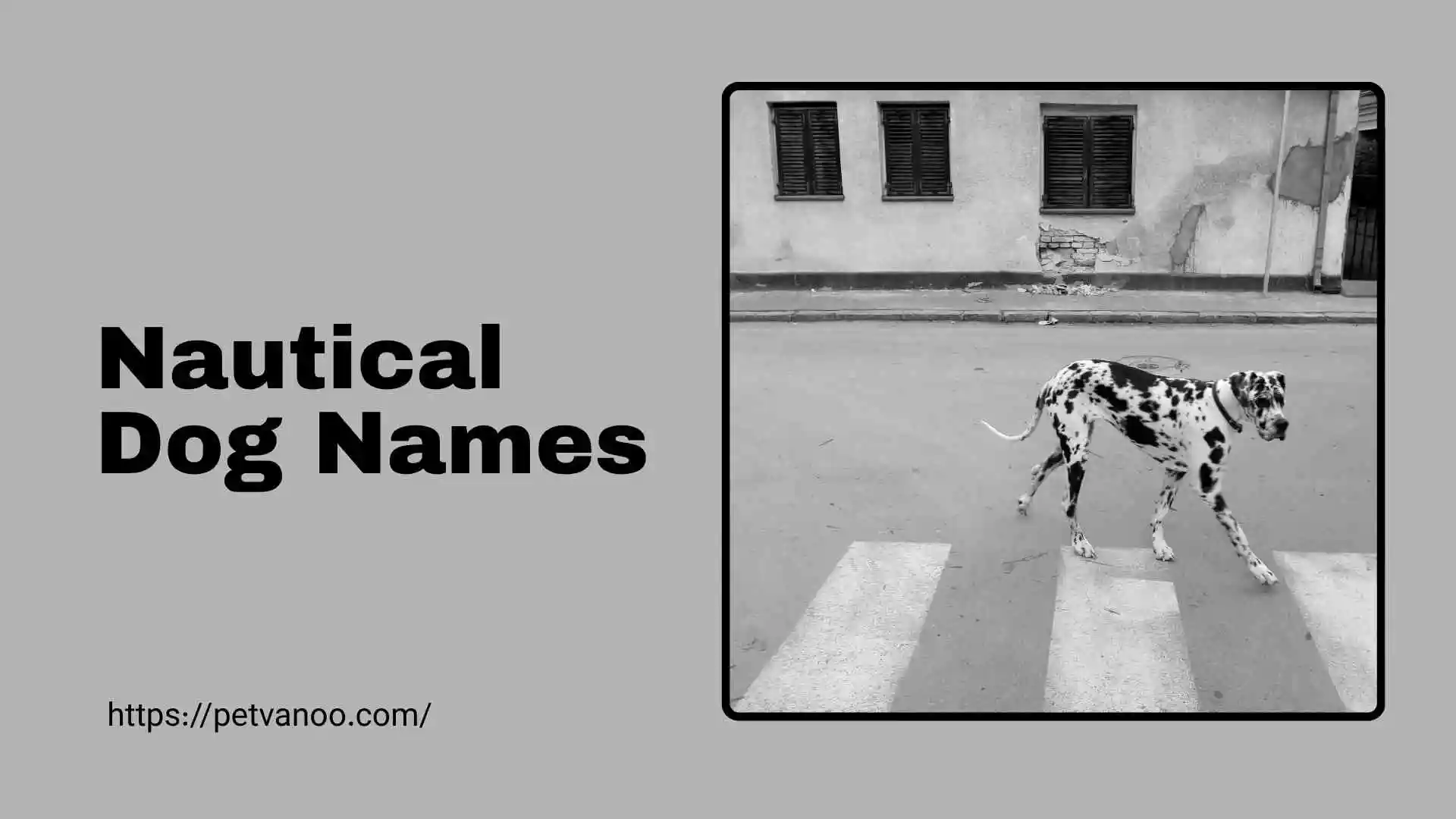 nautical dog names