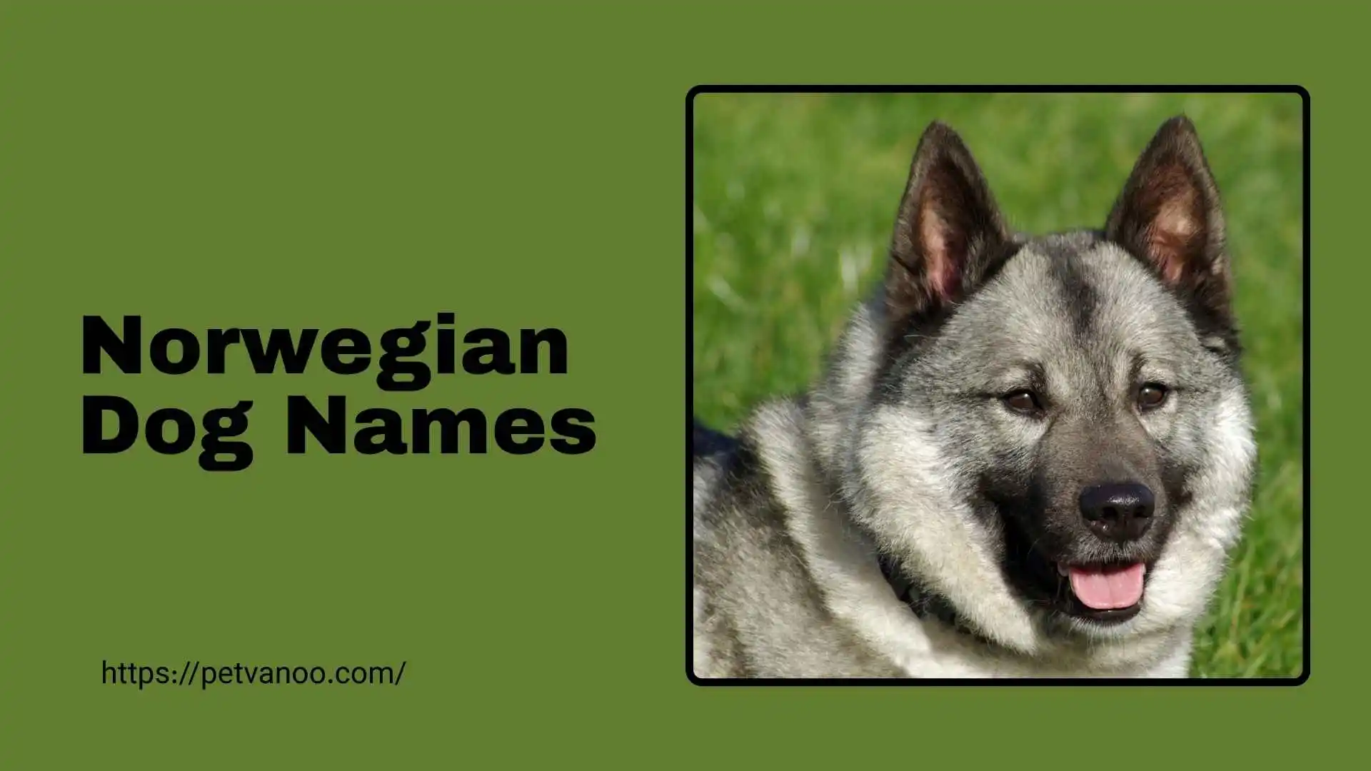 norwegian dog names