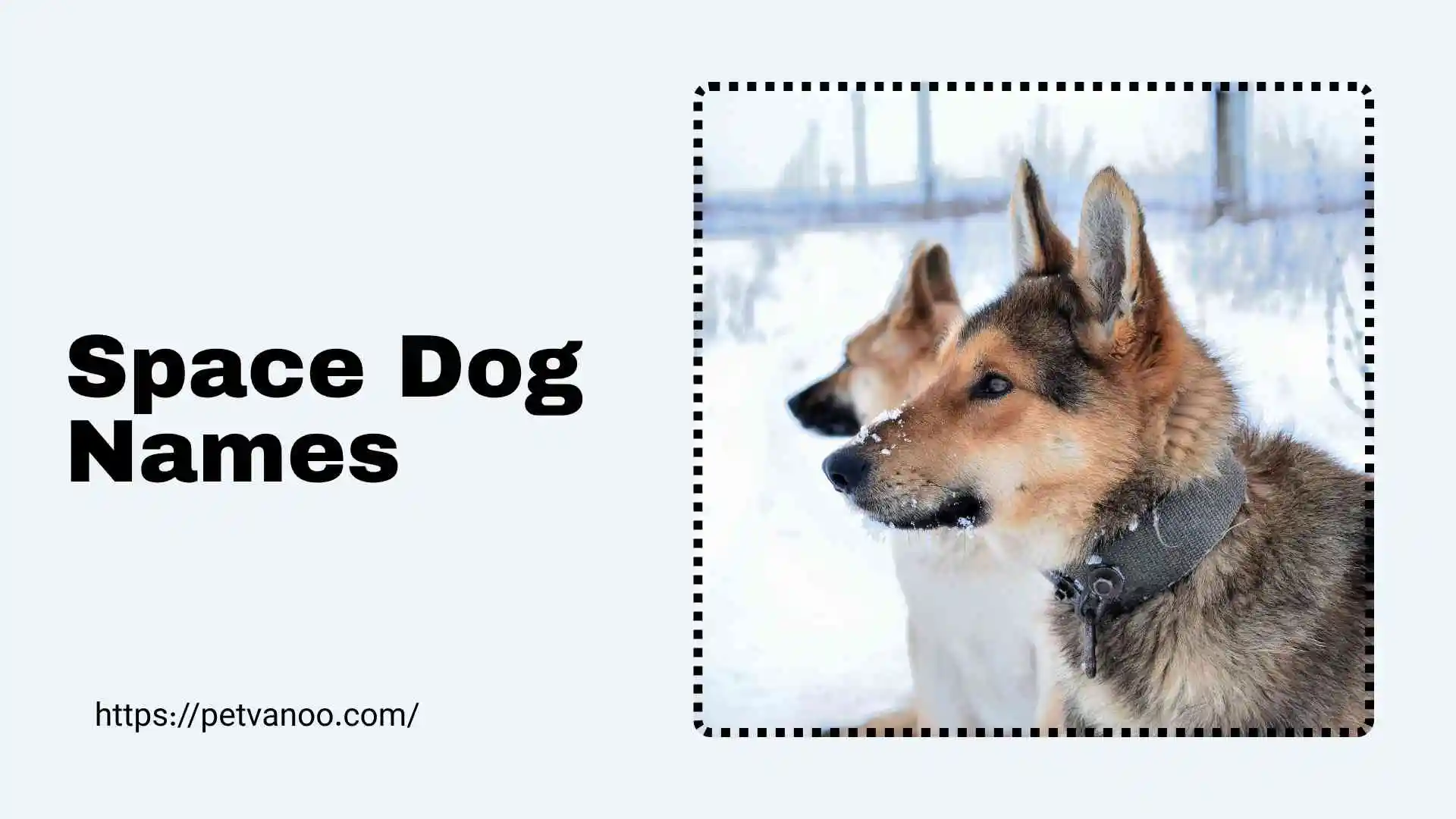 space dog names