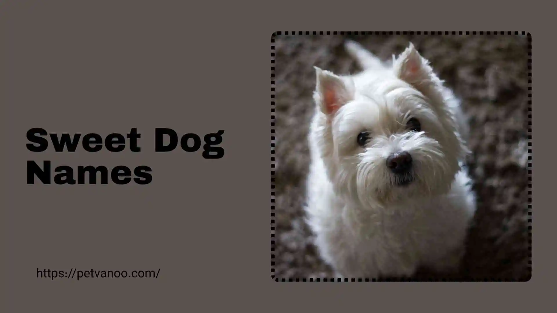 sweet dog names