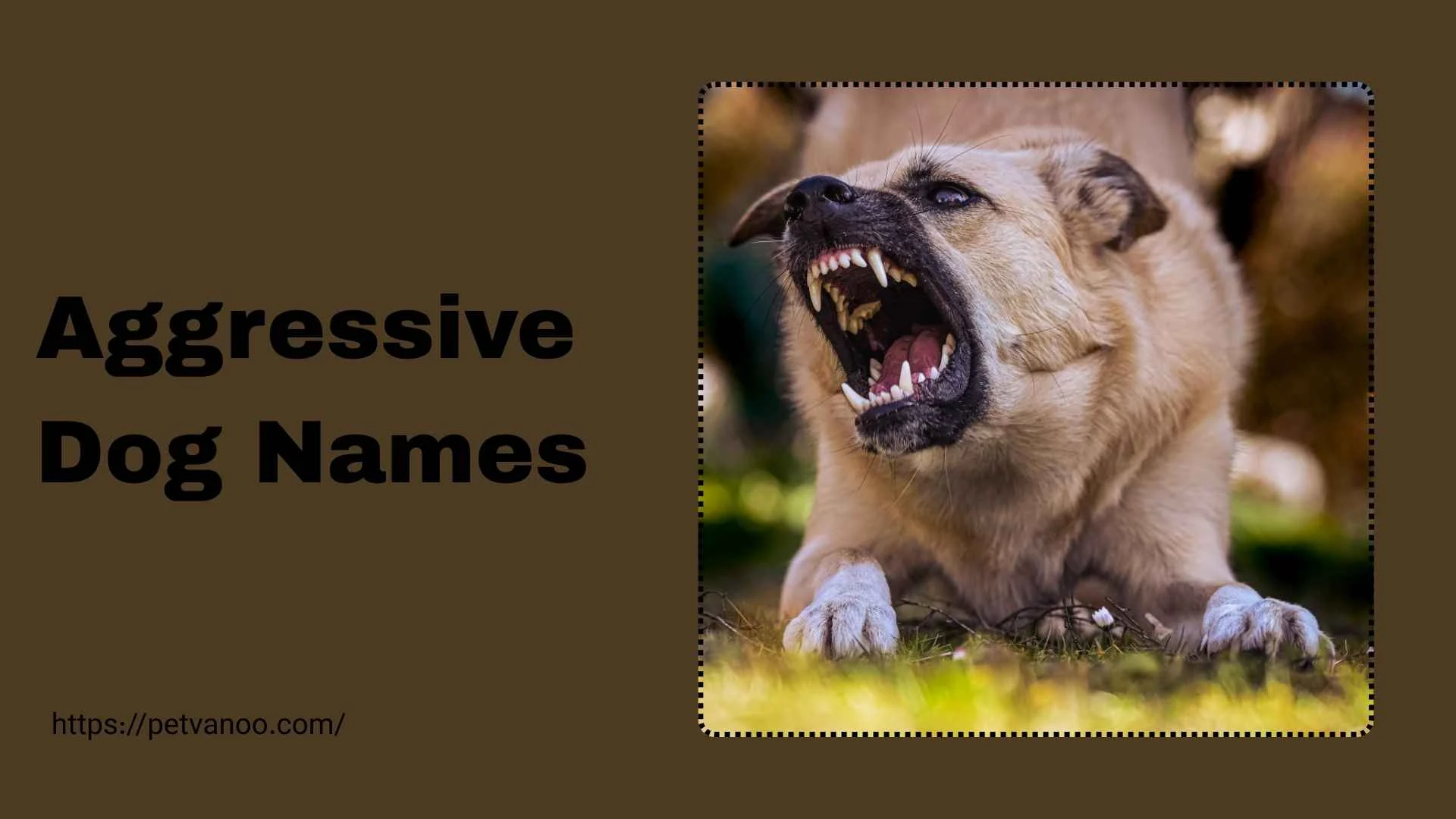 aggressive dog names