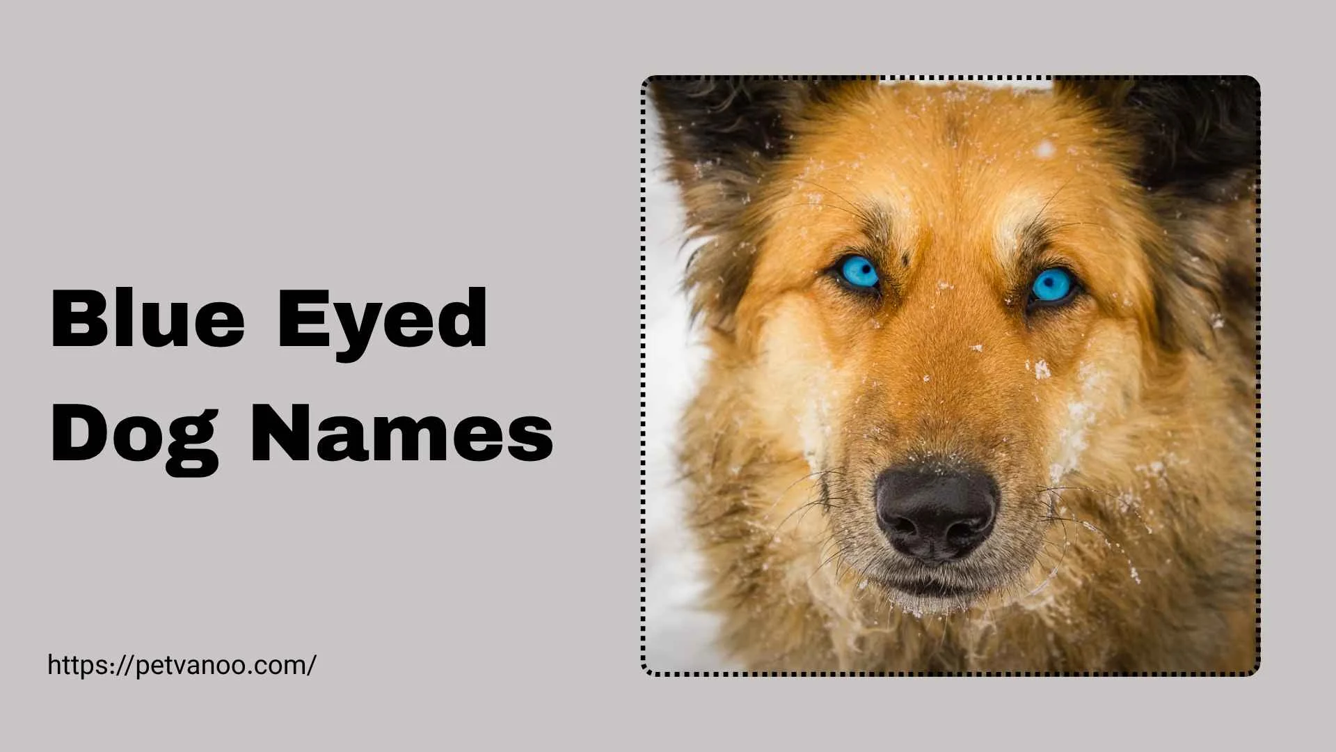 blue eyed dog names