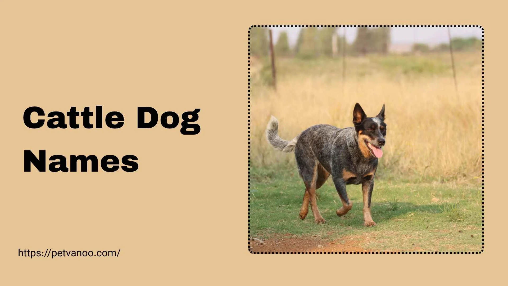 cattle dog names