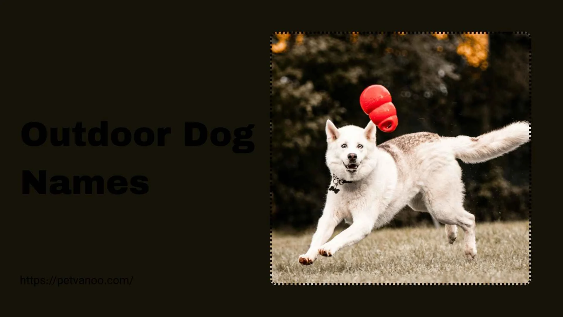 outdoor dog names